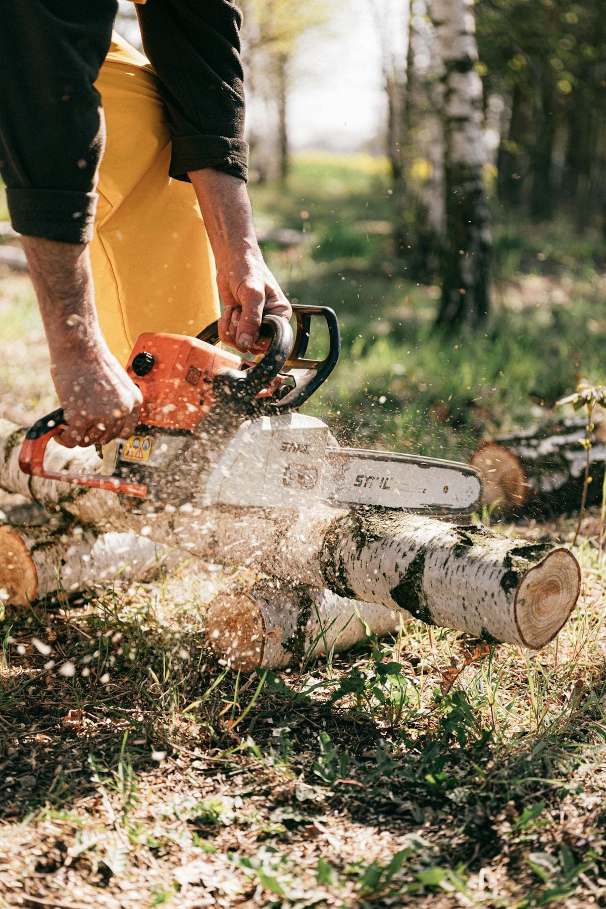 Close-up of professional tree work