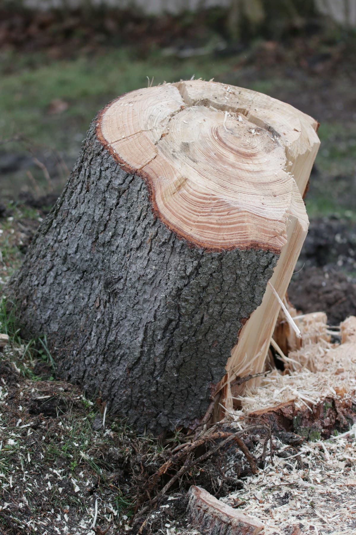 Tree stump ready for grinding