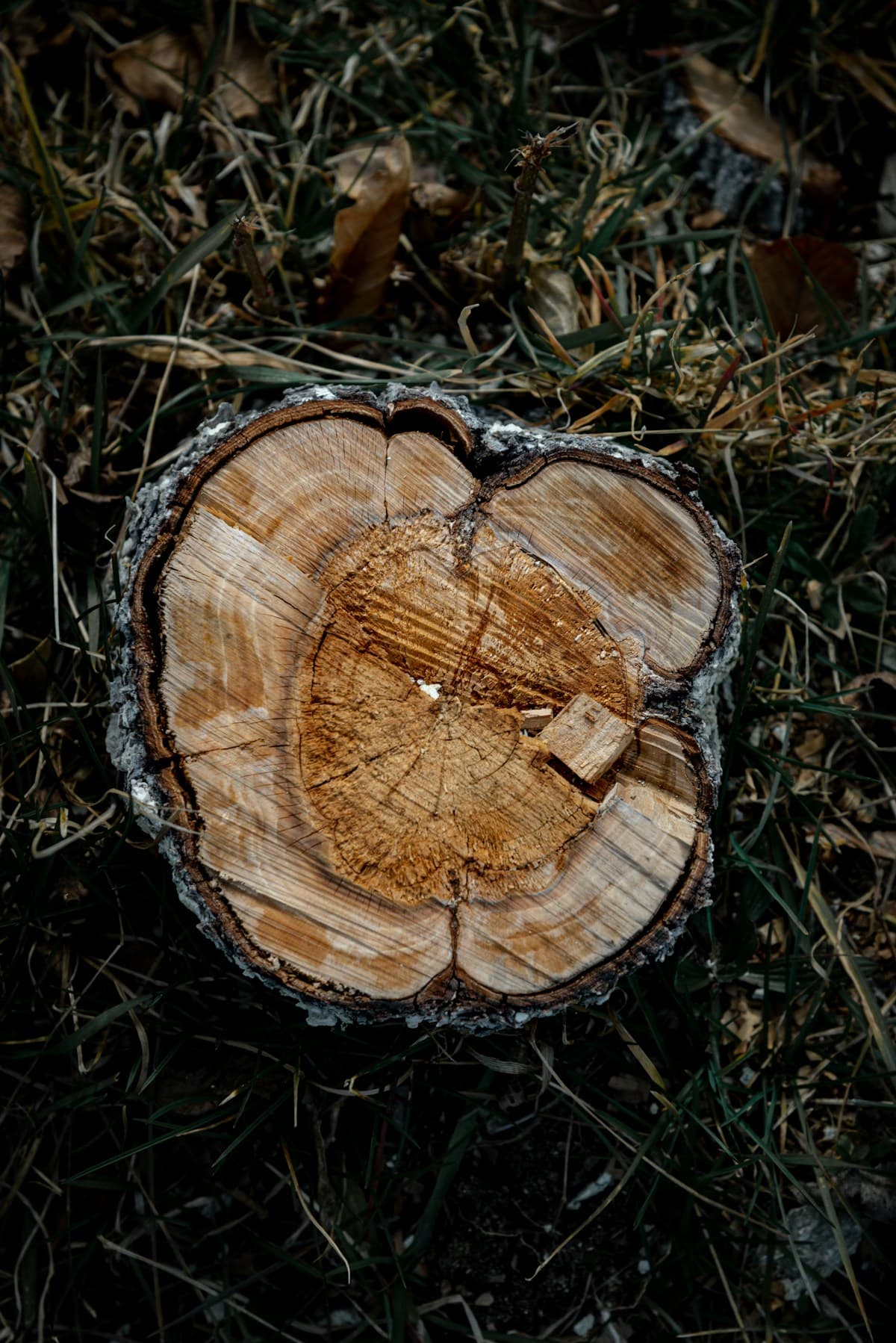 Fresh stump cut flush with ground after grinding